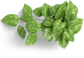 Overhead view of an indoor plant located in the main lobby of Geca Med Spa